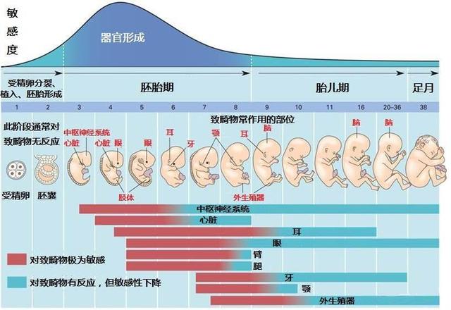 你的育儿经▲怀孕10周看不到胎心，是胎儿发育不好吗？孕早期做好4点远离胎停