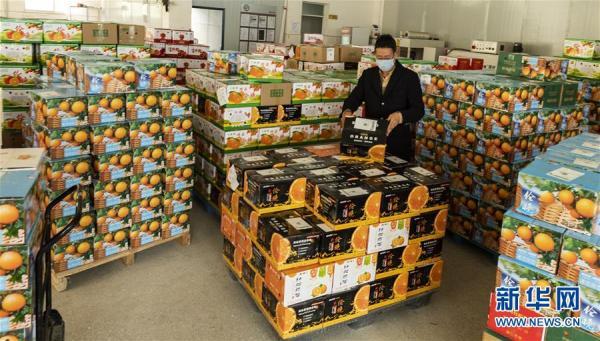 光明网■湖北秭归：电商复工助农产品销售