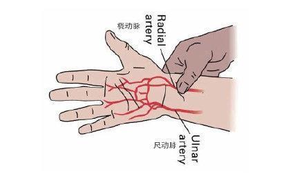 手掌|握拳10次后自测血管抵抗力