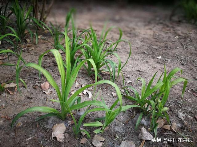 超级宝妈|儿童节在即,聊聊你所不知道的少儿花艺