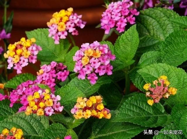 阳台上种5种花，一年四季有花赏，植株矮小不占位置，新手也会养