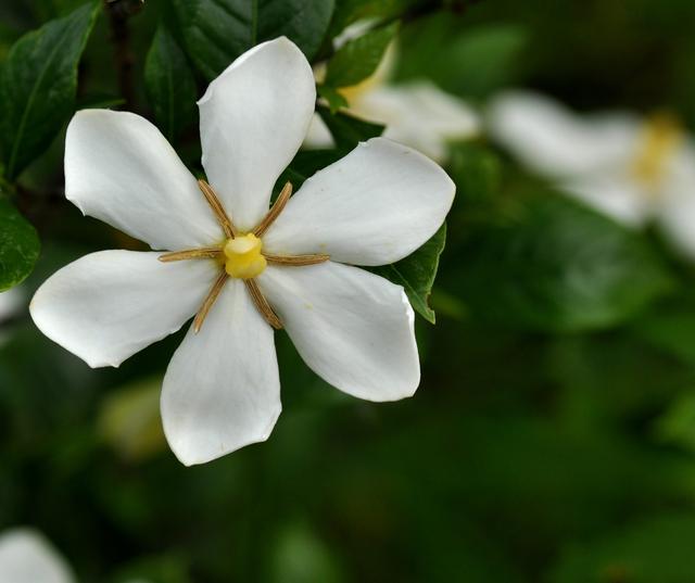 栽种|新入的栀子花黄叶掉花苞？正确的养护“姿势”是这样的！