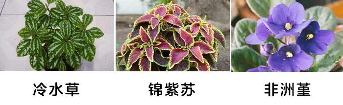 「你的育儿经」一盆绿植竟让孩子踏入“鬼门关”！这些植物有毒，别养