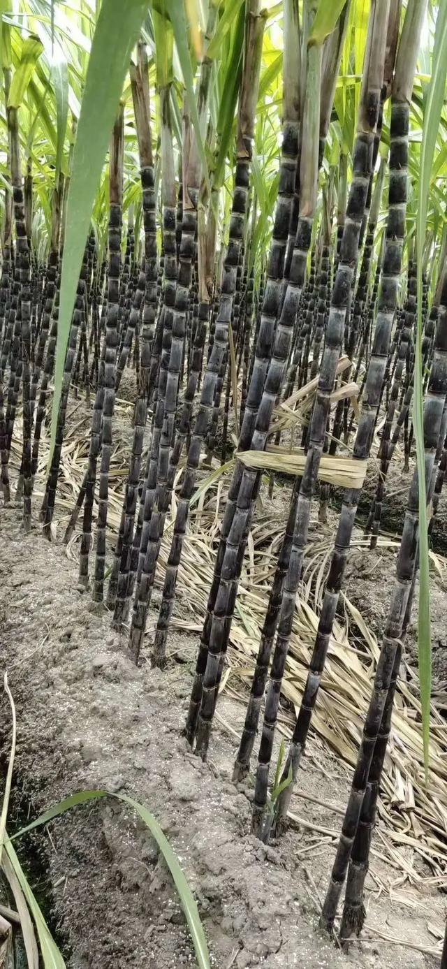 【超级宝妈】别样过假期，携手共育促成长——家乡篇