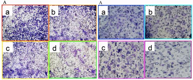 吉林大学第一医院多篇SCI”上榜”PubPeer