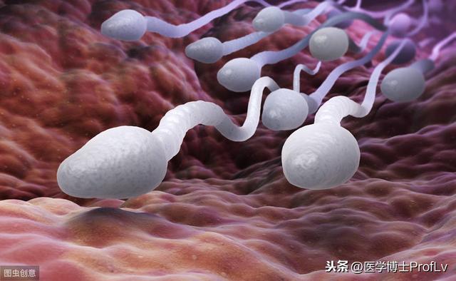 超级宝妈|男性排精时有三种情况,表示体内的“小蝌蚪”不健康,别羞于了解