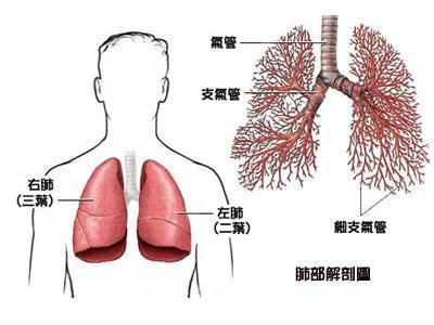 体重|早期识别肺癌 争取治疗时机