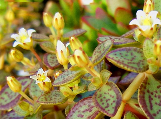 这“三多肉”遇水易窜芽，“寓意好”越老越值钱，可当“传家宝”