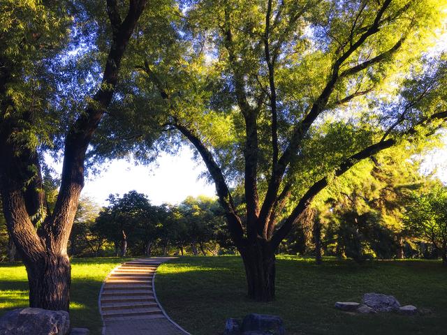 iPhone光影—玉渊潭秋