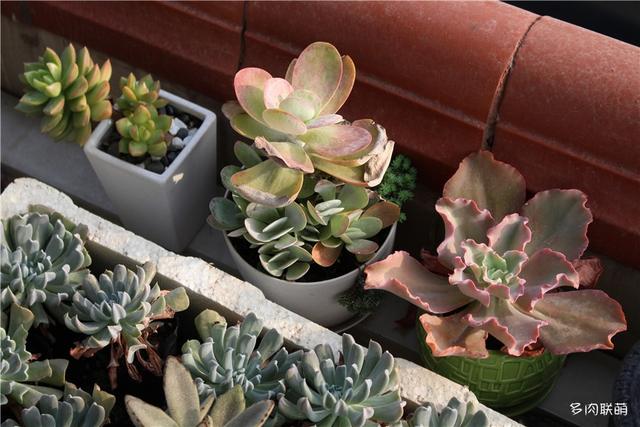 唐印，从绿得像菜，到红得真萌