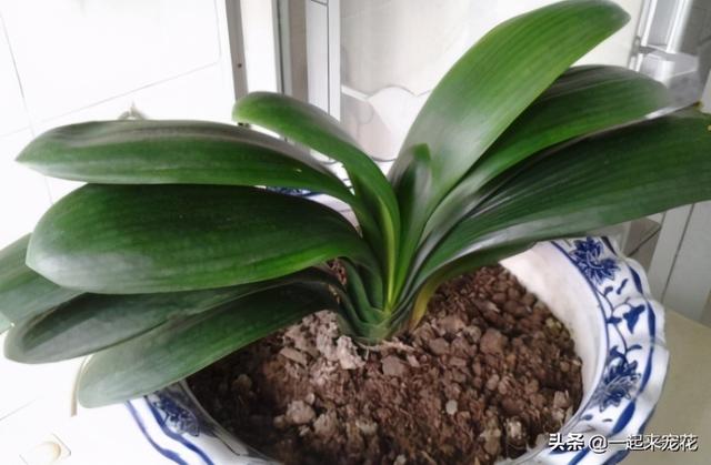 养花浇水有讲究，3个坏习惯得改掉，不然土壤板结，啥花都养不好