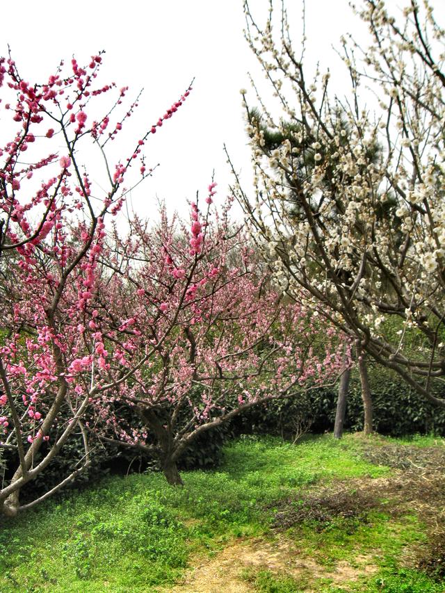 #约吗旅行#南京赏花图鉴：没去赏花的春天是不完整的！