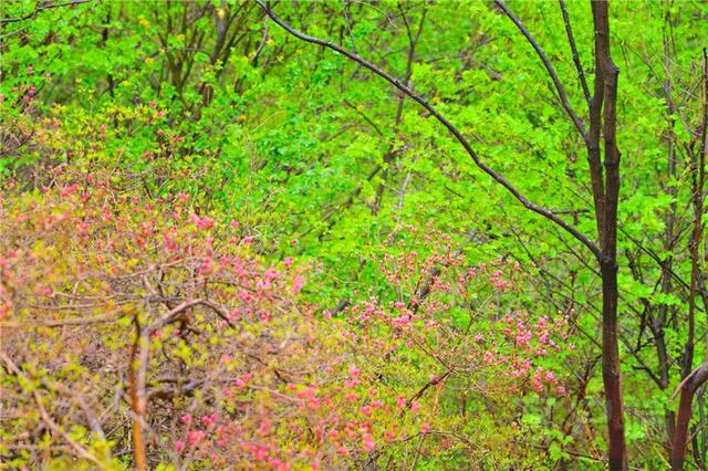 「全国党媒信息公共平台」金视界 | 商城县：女人寨上杜鹃红