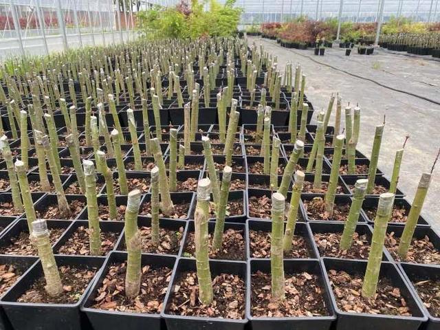 枫树|有图有真相，春天的枫叶实在太迷人了，浙江有人卖它年入百万