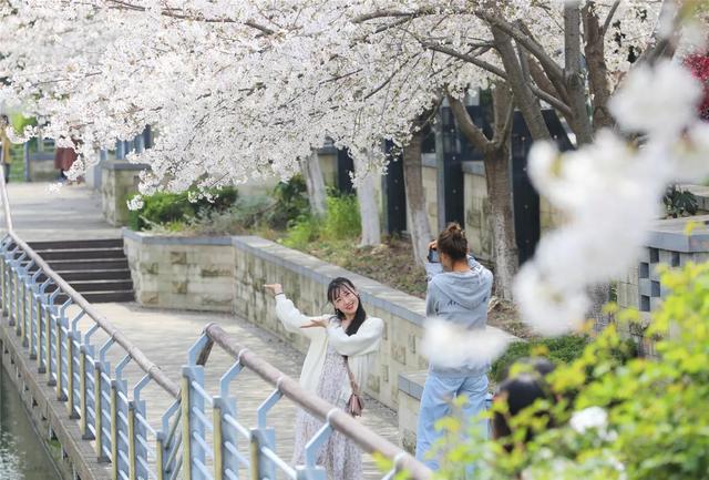 「趣旅游」趁樱色,入画来!