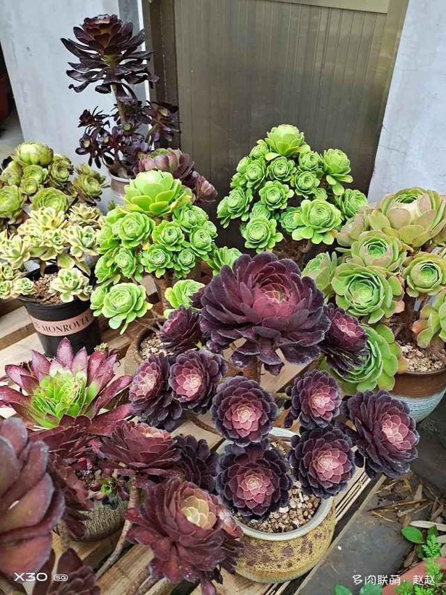 拥有一座花园，种满多肉，惬意人生