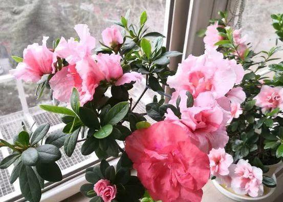 养杜鹃花，注意此3点，不掉一片叶，花朵颜色鲜艳