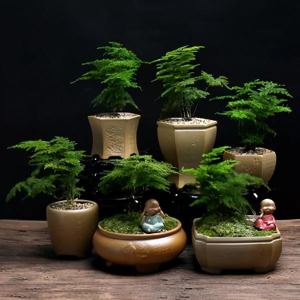 冬季买花有“4大骗局”，卖再便宜也“别买”，就是骗人的