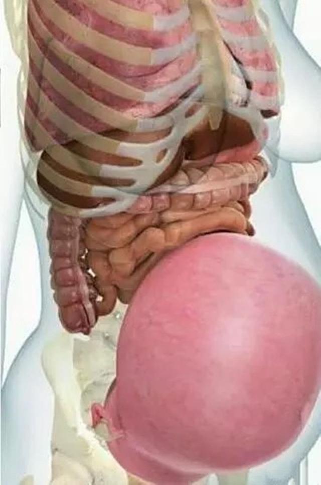 【超级宝妈】怀孕后，孕妇的内脏会有什么变化？看完就明白了，真的会特别心疼