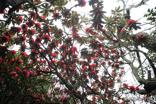 [旅行百事通]中国最大最美的高山杜鹃，没有之一（原创）@头条摄影