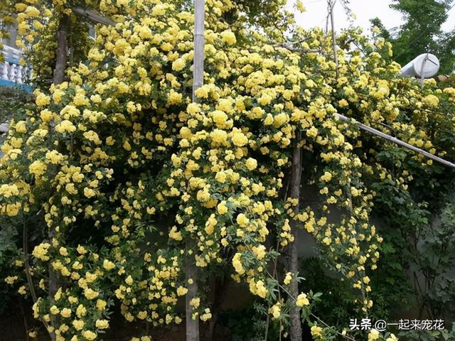 家里没院子，不要养这4种花，九成养不出效果