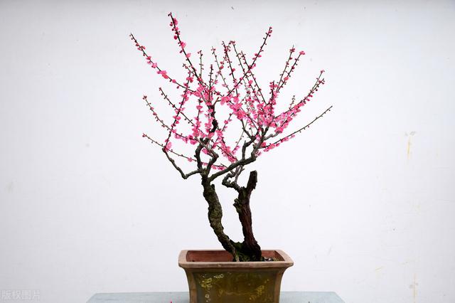 有人称它为“霉运花”，却不知它也叫“五福花”，寓意很好