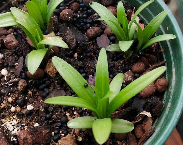 盆栽百合：将6个地方把控到位，开花又大又美、香味还持久