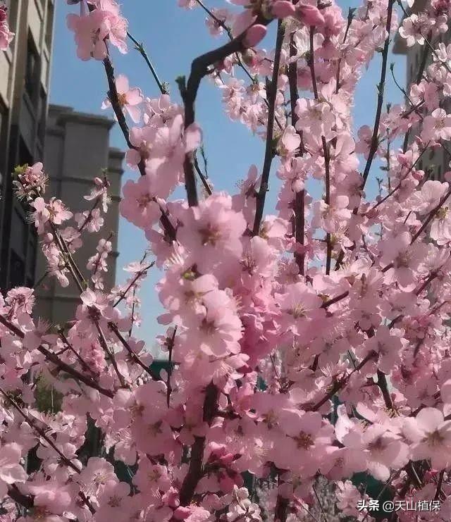 『旅行柚子君』待“疫”去春来,在新疆乌鲁木齐等你