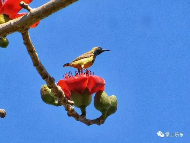 旅行柚子君■这个春天,乐东的花又开好了 趁着花期,可以出去赏花哦!