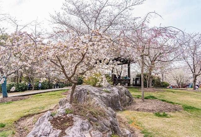 [上观新闻]顾村公园每日限流6万人，宝山推出线上5G“云赏樱”直播