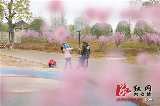 红网▲东安:梅花开 游人来