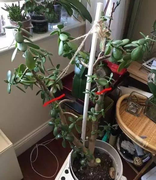 长寿花|这花就得饿着养，盆小水少，叶子越剪长得越旺！