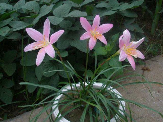 养这些植物，下雨了甭急着往屋里搬！淋雨反而好处多多