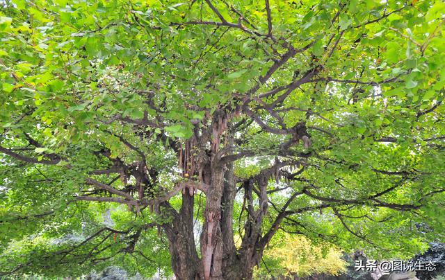 旅行百事通■秀美峨眉山涵盖了文化、风光、动植物和地质风貌等万千宠爱
