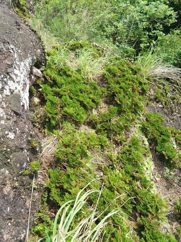 路边野草，种盆里变成值钱盆景，超好养还好看