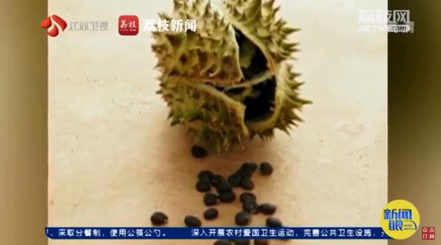 中毒|曼陀罗种子能祛痘？有人吃了结果住进ICU，这些偏方太害人了