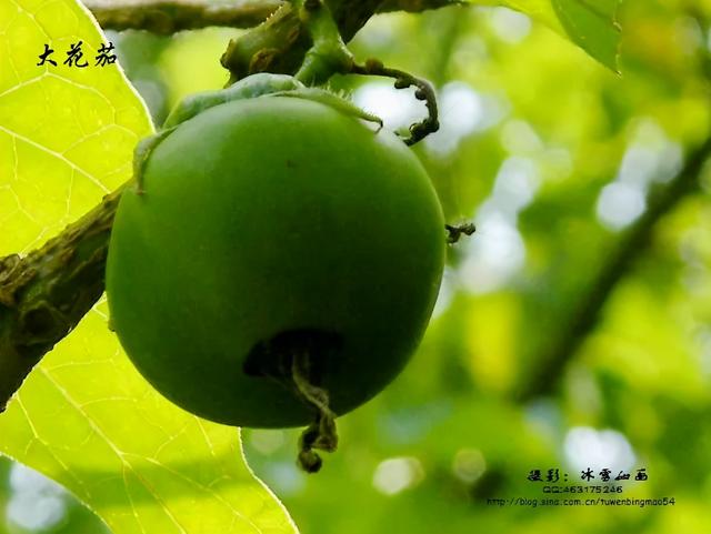 大咖分享 | 蓝色花境植物有那些？