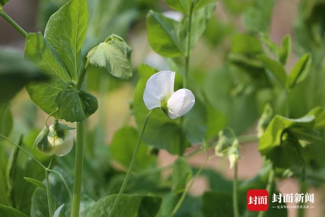 植物|新书上架｜《孩子必须知道的药用植物》中医药博士撰稿+植物学硕士摄影帮你欣赏药用植物之美