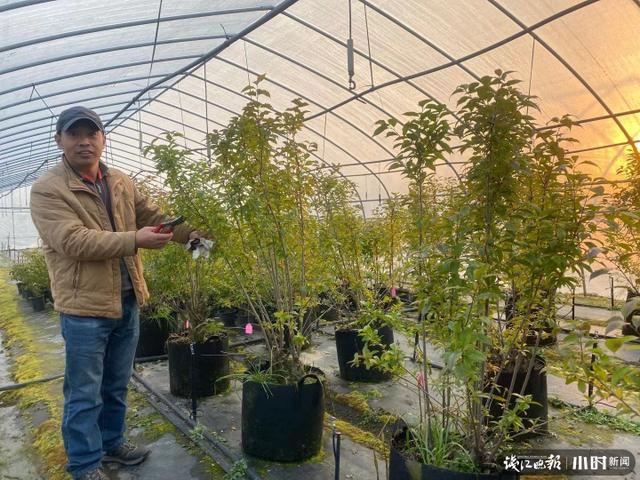 岁末年初，它有没有插进你案头的花瓶？山里的小红果，让农家换来城里两套房