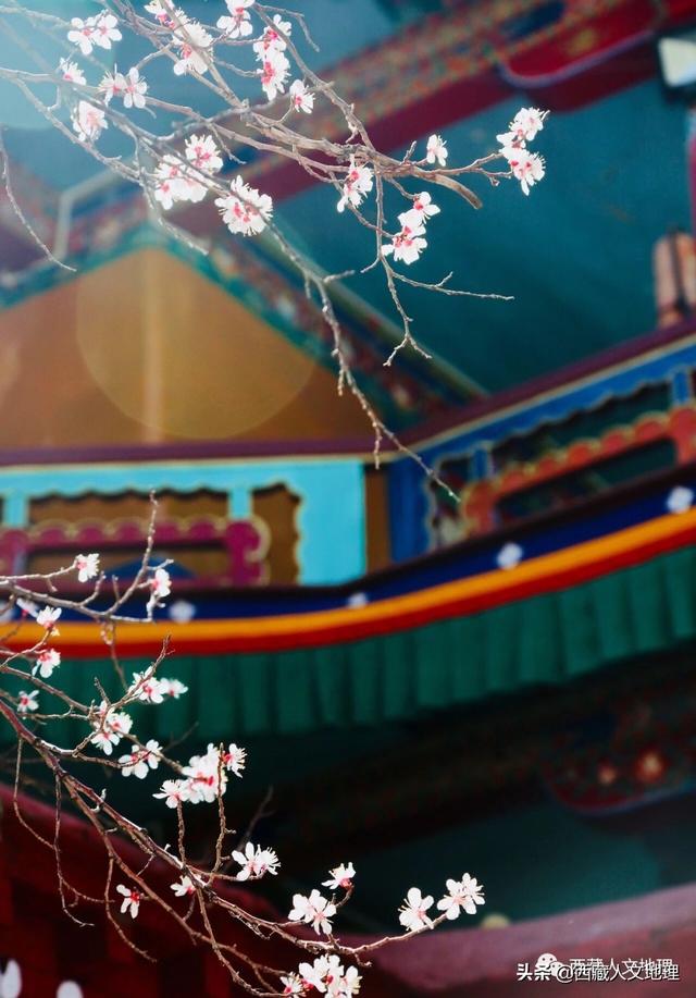 「世界那么大」春分，拉萨一树桃花的温柔倾诉