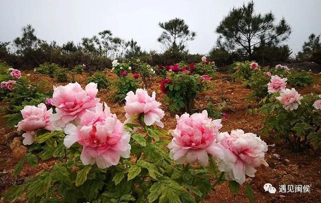 旅行百事通■国家级森林乡村！闽侯有5个村庄上榜