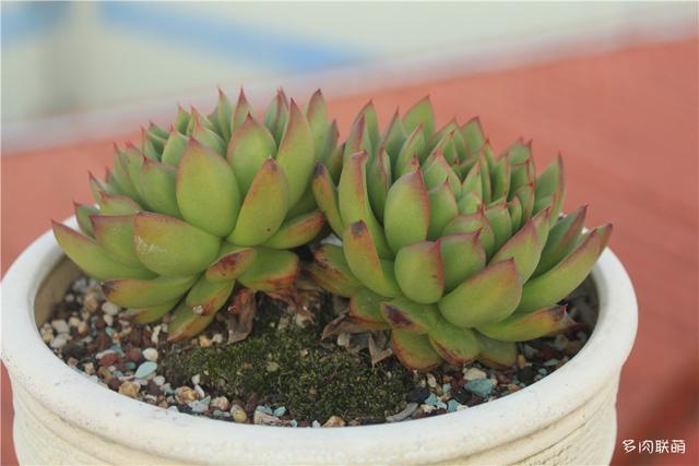 堪称励志，一颗十里挑一，几经坎坷的圣诞东云