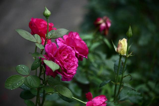 月季生病不用担心，按步骤修剪，恢复快照样开花