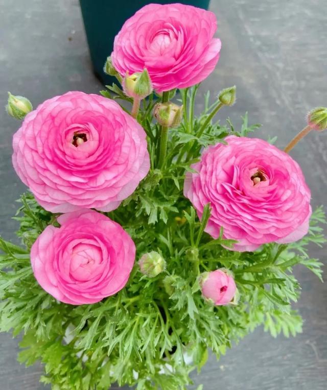 市场|春天在哪里？来杨浦这个花鸟市场找找春天的颜色