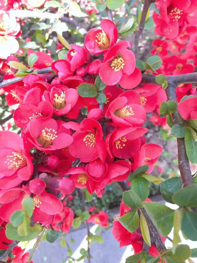 「旅行百事通」实名曝光西安这几个地方的春天，太美了…