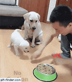 壁纸 动物 狗 狗狗 250_282 gif 动态图 动图