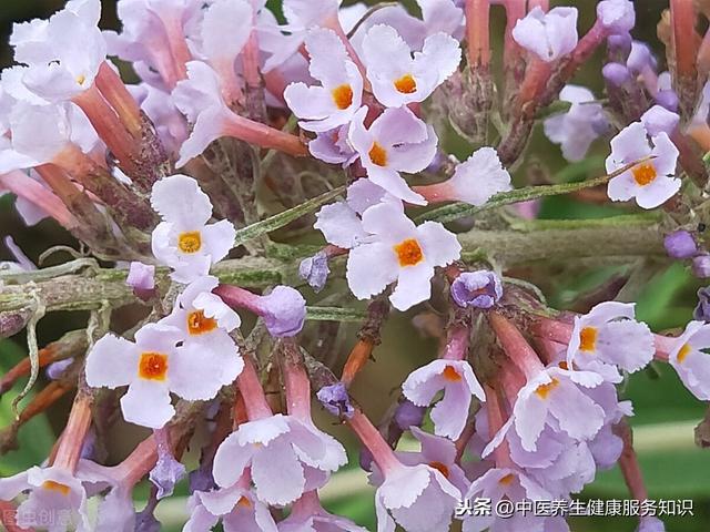 “密蒙花”的功效及其应用