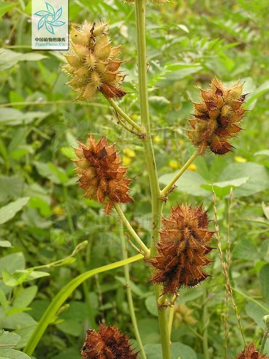 神农本草图经，薯蓣 菊花 甘草 人参 石斛 石龙芮