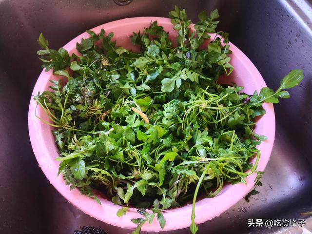 冬至，用此菜包饺子，比白菜韭菜鲜，天冷有钱也难买，碰到别错过