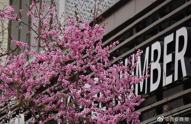 「旅行百事通」实名曝光西安这几个地方的春天，太美了…